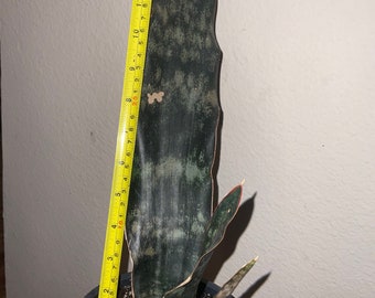 Sansevieria coppertone kirki. Big.