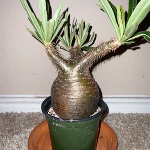【新品未開封】VCD Pachypodium Gracilius 2025年最新】VCD Pachypodium Graciliusの人気アイテム - メルカリ