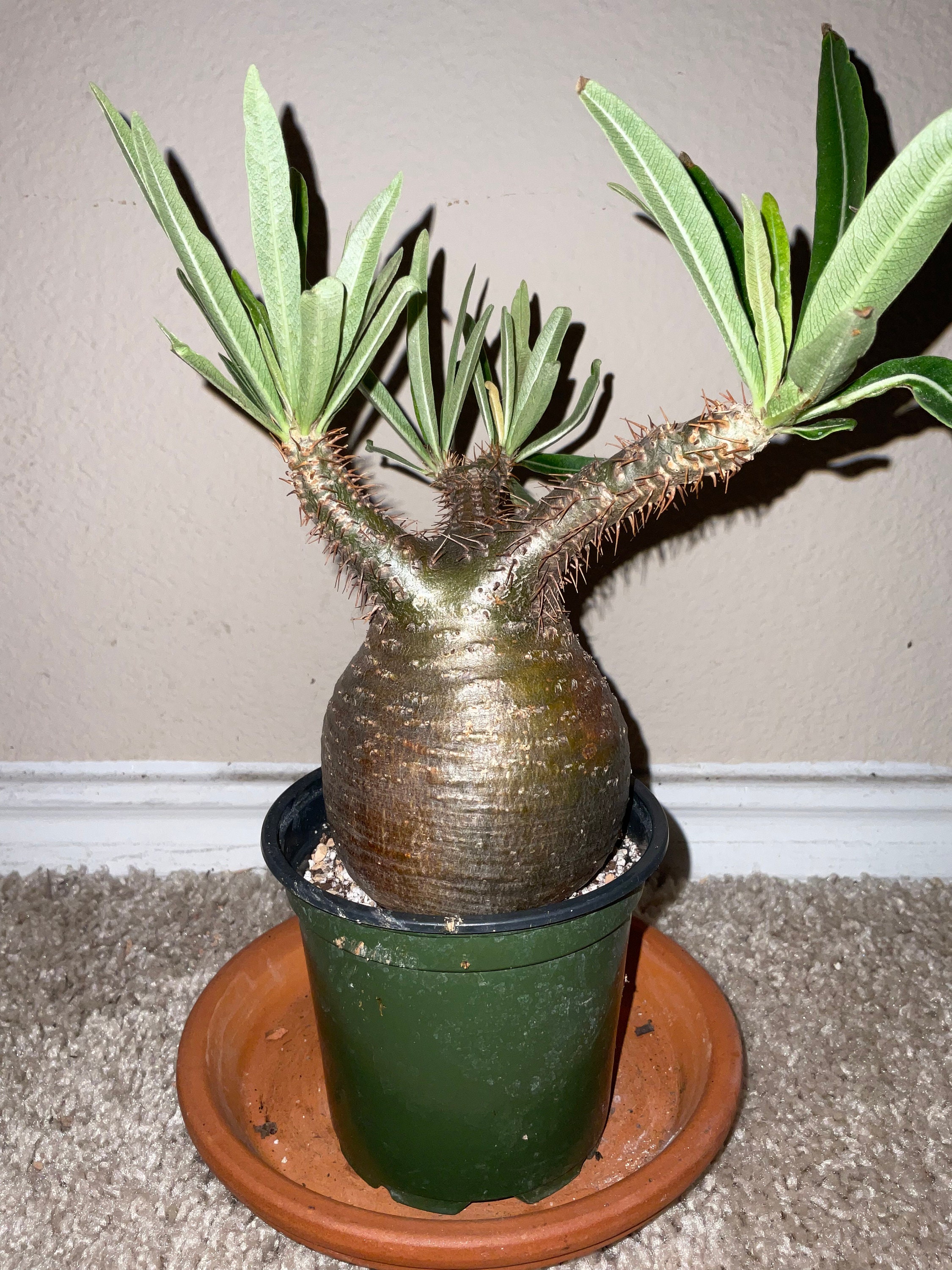 Pachypodium Rosulatum Var. Gracilius. Exact Plant. - Etsy