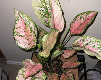 Aglaonema cool variegation, exact plant.