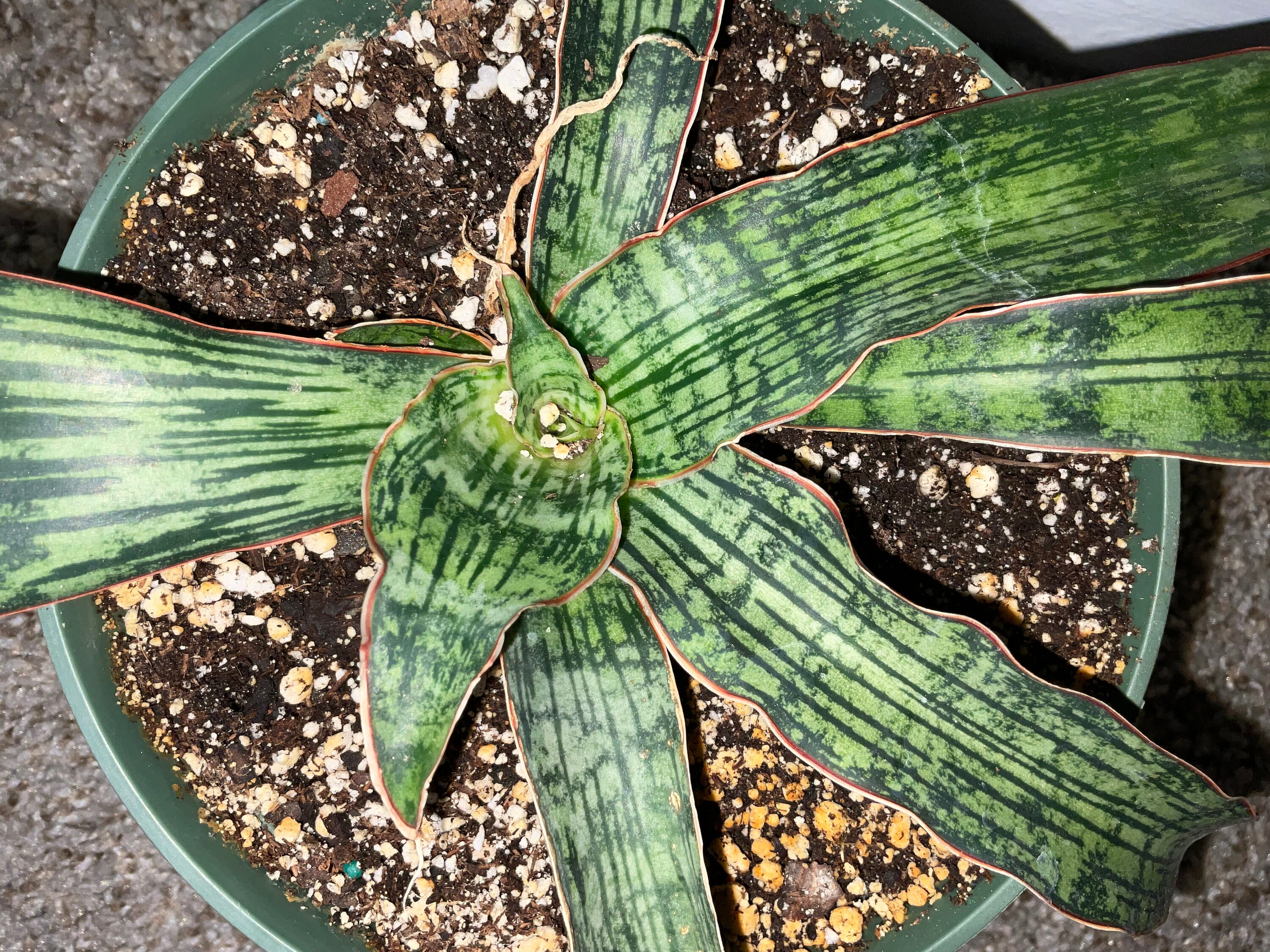 Sansevieria Cleopatra (rare Snake Plant) - Etsy