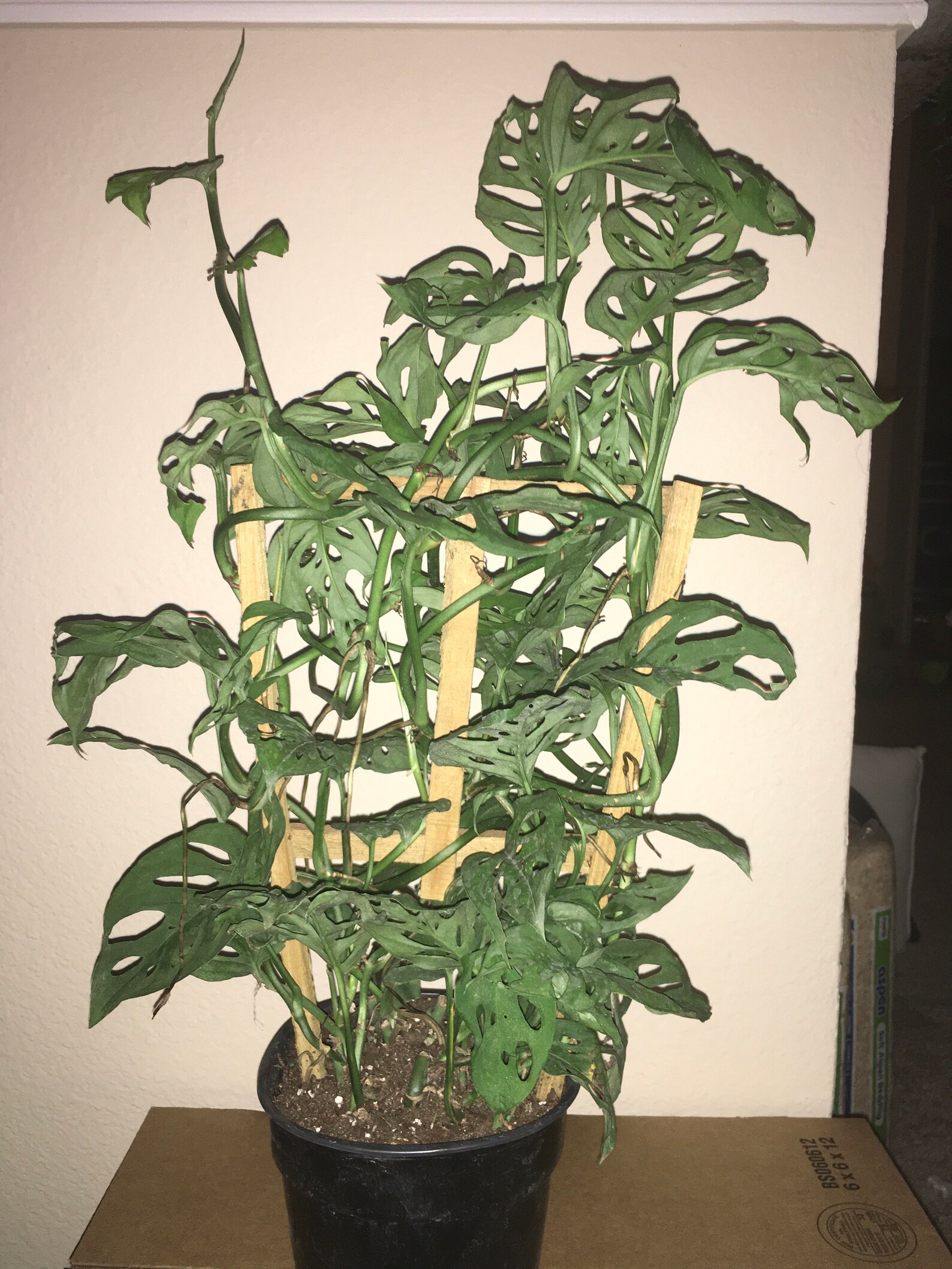 Monstera Adansonii Swiss cheese plant on trellis Etsy