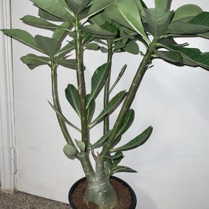 Desert rose (Adenium obesum). Exact plant