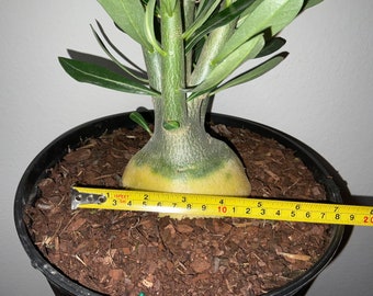 Desert rose (adenium obesum) nice specimen.