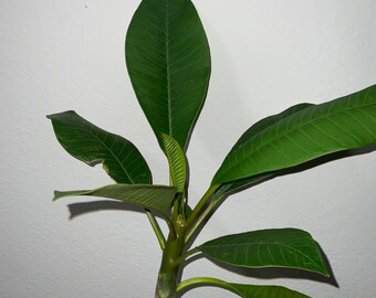 Plumeria yellow smrk, semi dwarf. Live plant, grafted. Yellow flowers