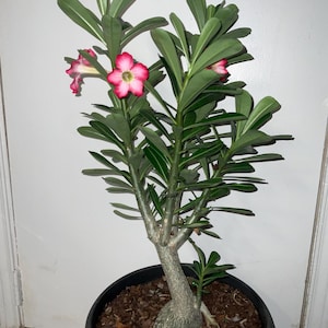 Desert rose (adenium obesum) nice specimen.