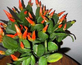 Spring Cactus (Rhipsalidopsis gaertneri) Orange flowers