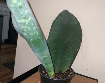 Sansevieria Masoniana, huge. Live plant.