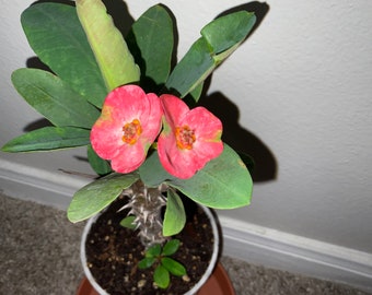 Crown of thorns hybrid (euphorbia milli).