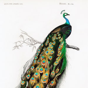 1,000 Piece Jigsaw Puzzle For Adults : Indian peafowl (Pavo Cristatus) Pz 031
