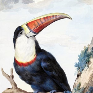 1.000 stukje legpuzzel voor volwassenen: red-billed toucan Pz 040