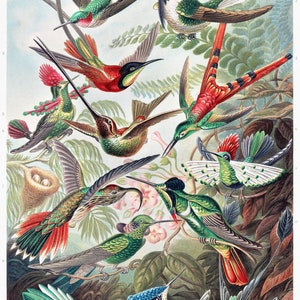 1,000 Piece Jigsaw Puzzle For Adults : Trochilidae–Kolibris from Kunstformen der Natur