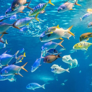 1,000 Piece Jigsaw Puzzle For Adults : school sea fish are swimming water surface Pz 062