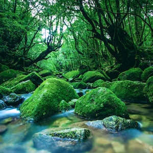 1,000 Piece Jigsaw Puzzle for Adults: vibrant scenery river middle forest Yakushima Japan Pz 106