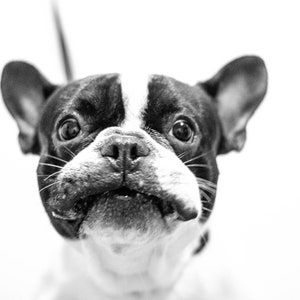 1,000 Piece Jigsaw Puzzle For Adults : Bulldog puppy close up face in black and white. Pz 021