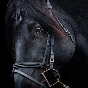 1,000 Piece Jigsaw Puzzle For Adults : closeup on horse head Pz 023