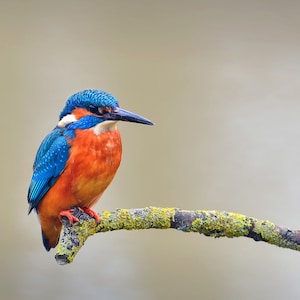 1,000 Piece Jigsaw Puzzle For Adults : Common kingfisher closeup Pz 024