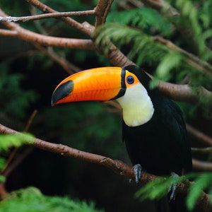 1,000 Piece Jigsaw Puzzle For Adults : selective focus shot toucan standing tree branch Pz 070