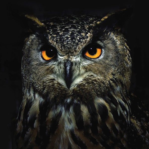 1,000 Piece Jigsaw Puzzle for Adults: owl eyes close up night bird prey portrait wild animal Pz 113