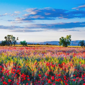 1,000 Piece Jigsaw Puzzle For Adults : Red poppy field