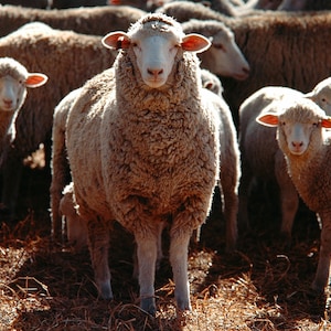 1,000 Piece Jigsaw Puzzle For Adults : selective focus shot bunch domestic sheep Pz 050