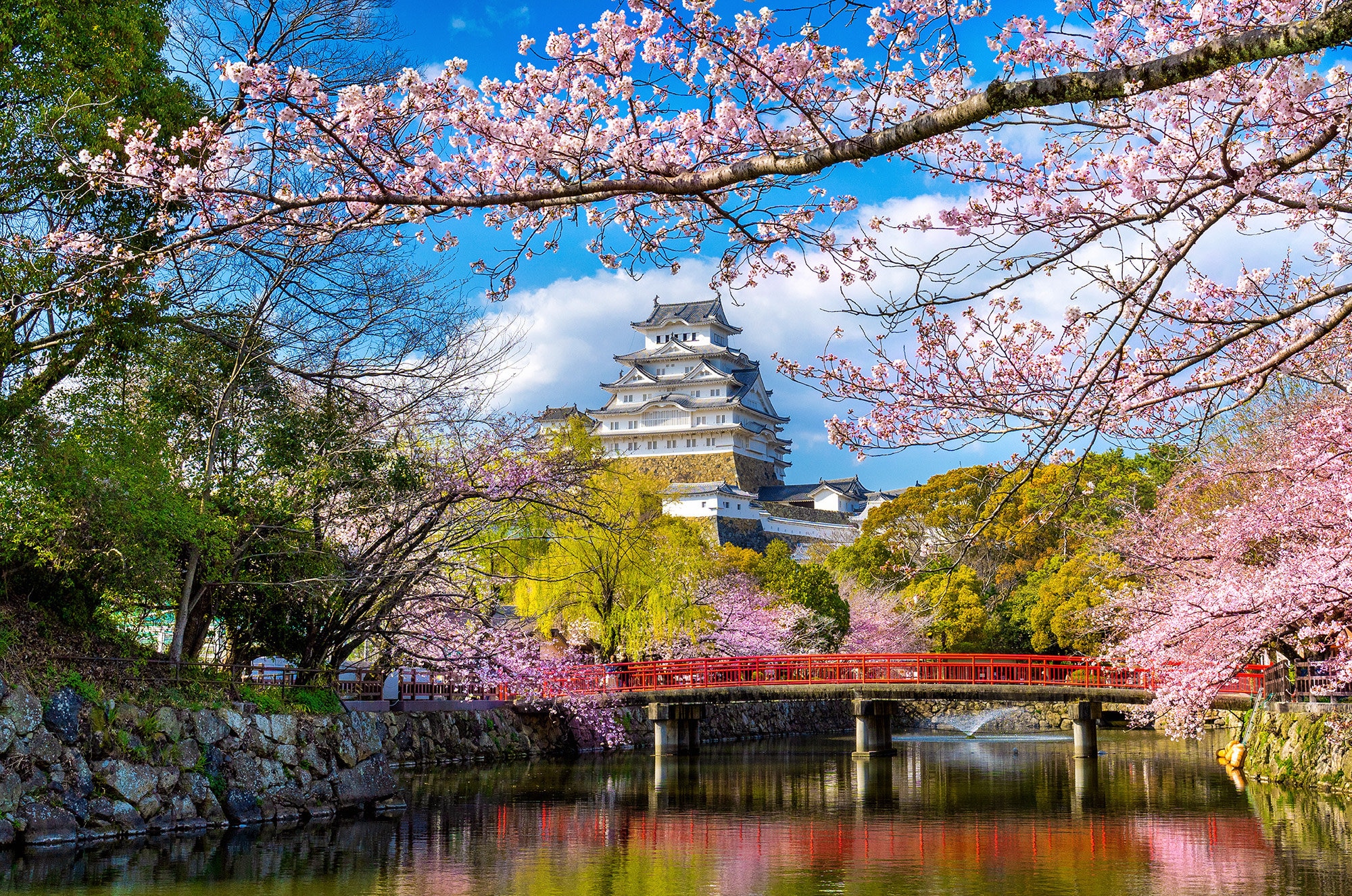 Jigsaw Puzzle / Cherry Blossom 桜　パズル Sakura Cherry Blossom #9 Jigsaw Puzzle by Catlane - Pixels