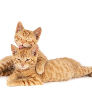 1,000 Piece Jigsaw Puzzle For Adults : closeup shot one ginger cat hugging licking other isolated white wall Pz 067