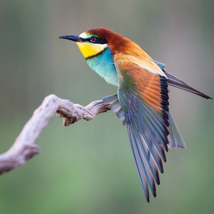 1,000 Piece Jigsaw Puzzle For Adults : closeup bee eater standing tree branch sunlight Pz 068