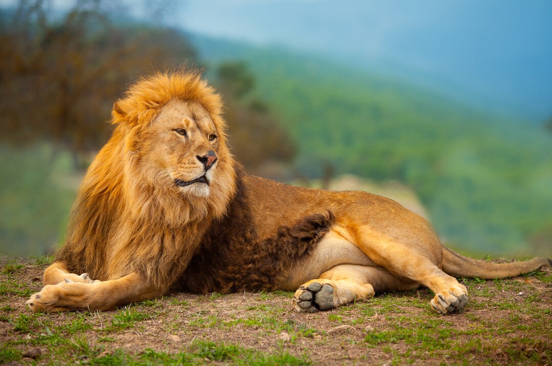 1,000 Piece Jigsaw Puzzle for Adults : Lion Male Having Rest Lying