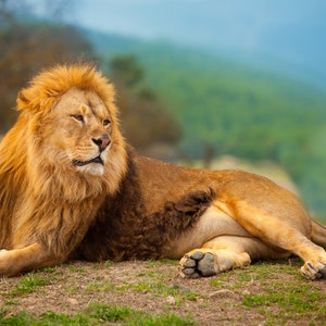 1,000 Piece Jigsaw Puzzle For Adults : lion male having rest lying mountain Pz 066