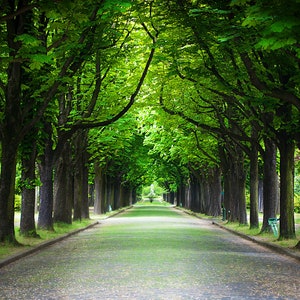 1,000 Piece Jigsaw Puzzle for Adults: country road running through tree alley Pz 99
