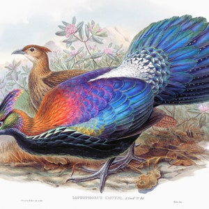 1,000 Piece Jigsaw Puzzle For Adults : Lophophorus L'Huysi Pz 038