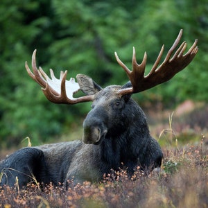 1,000 Piece Jigsaw Puzzle For Adults : Free moose on meadow Pz 030