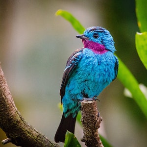 1,000 Piece Jigsaw Puzzle For Adults : Spangled cotinga blue bird Pz 022