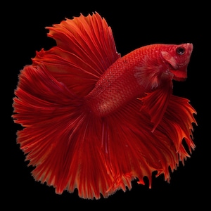1,000 Piece Jigsaw Puzzle For Adults : halfmoon betta fish Pz 065