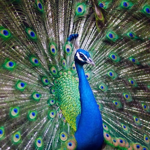 1,000 Piece Jigsaw Puzzle For Adults : A male peacock. Pz 026