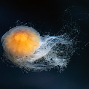 1,000 Piece Jigsaw Puzzle For Adults : Lion's mane jellyfish (Cyanea capillata) in Gullmarn fjord at Sämstad, Lysekil Municipality, Sweden.