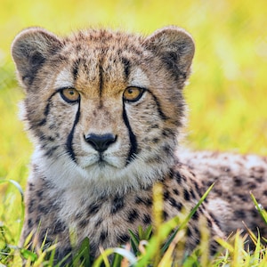 1,000 Piece Jigsaw Puzzle For Adults : Cheetah (2014) by Ronda Gregorio. Original from Smithsonian's National Zoo. Pz 027