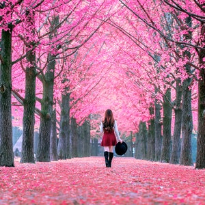 1,000 Piece Jigsaw Puzzle for Adults: beautiful girl with pink leaves Nami island south Korea Pz 96