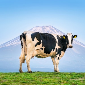 1,000 Piece Jigsaw Puzzle For Adults : cows standing green field front fuji mountain japany Pz 061
