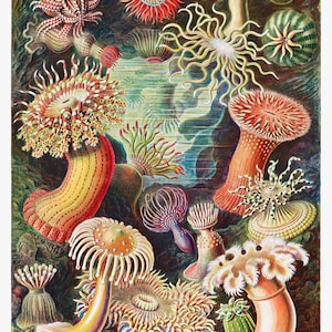1,000 Piece Jigsaw Puzzle For Adults : Actiniae–Seeanemonen from Kunstformen der Natur Pz 037
