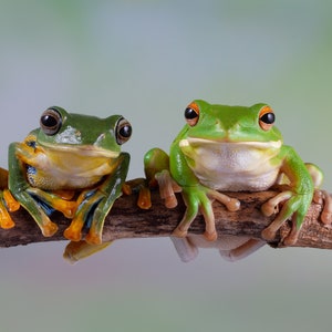 1,000 Piece Jigsaw Puzzle For Adults : litoria infrafrenata rhacophorus reinwardtii tree frog closeup branch Pz 070