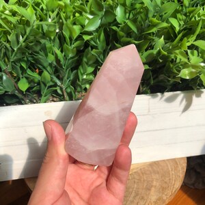 Puede incluir: Un obelisco de cristal de cuarzo rosa, una gema rosa p&aacute;lido con una superficie pulida y lisa. El cristal se sostiene en una mano, con un fondo de follaje verde y una maceta blanca.