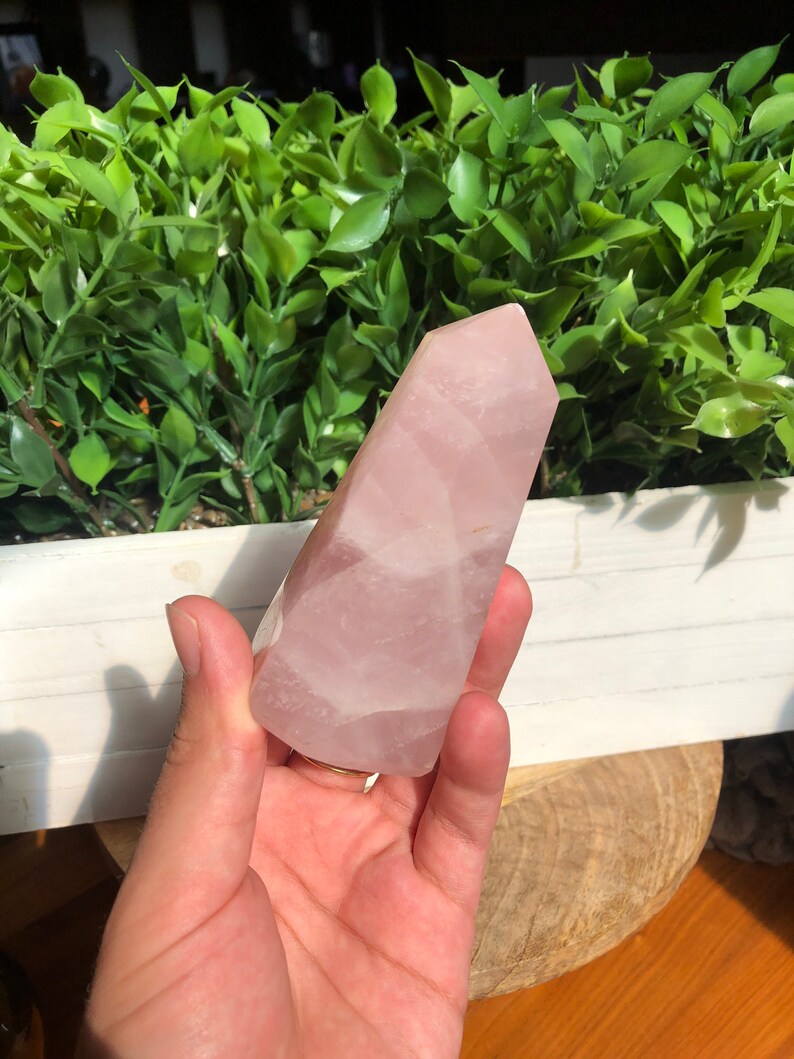 Puede incluir: Un obelisco de cristal de cuarzo rosa, una gema rosa p&aacute;lido con una superficie pulida y lisa. El cristal se sostiene en una mano, con un fondo de follaje verde y una maceta blanca.