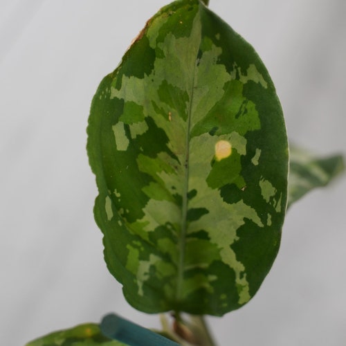 Aglaonema Pictum shops Tricolor