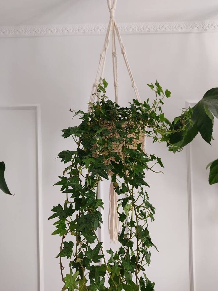 Suspension Macramé Pour Plantes