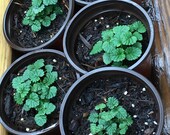 Lemon Balm Plant