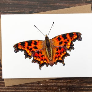 Komma Schmetterling Karte - Britische Schmetterling Karte - Natur Kunst Karte - UK Wildlife - Blanko Grußkarte - A6 Kunstdruck