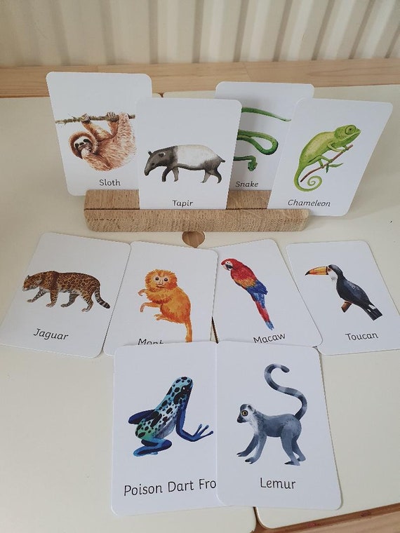 Rainforest Animals Flashcards Etsy