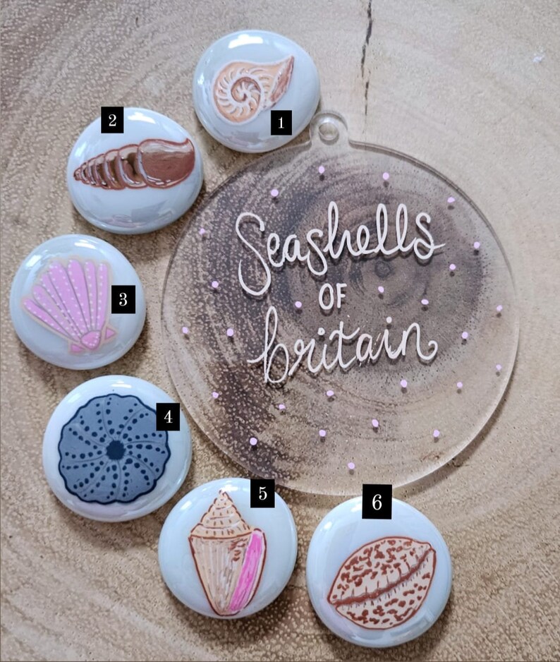 Seashells of Britain, Painted Pebbles , Nature, Shell Illustrations ...